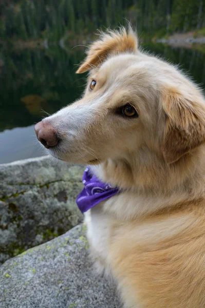 Perro Esponjoso Mirando Hacia Atrás Cámara Junto Lago —  Fotos de Stock