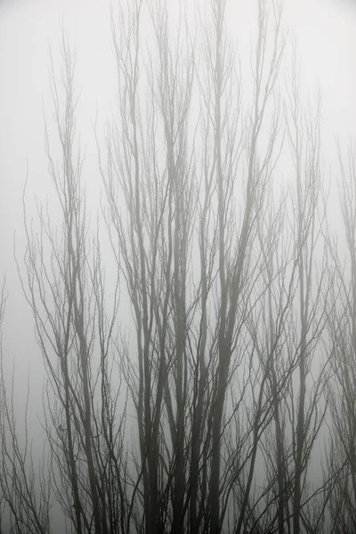 Árboles Entre Niebla Zaragoza Provincia España — Foto de Stock