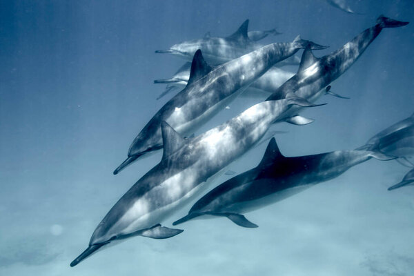 Swimmming with a Pod of Dolphins in Oahu