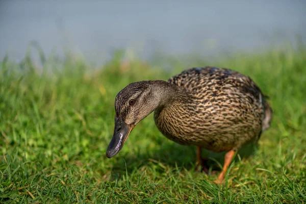 Eenden Zoek Naar Voedsel — Stockfoto