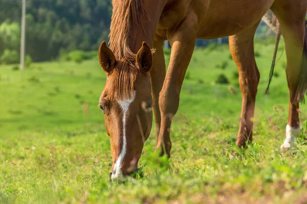 春の牧草地で美しい赤い馬の放牧 — ストック写真