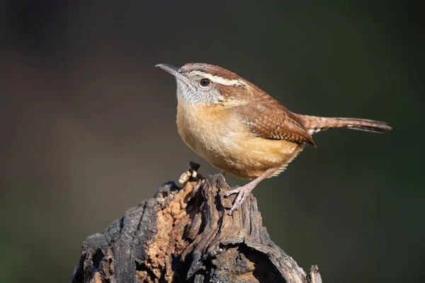 Carolina Wren Auf Stumpf — Stockfoto