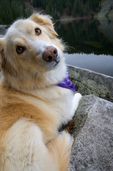 Perro Esponjoso Mirando Cámara Junto Lago Alpino —  Fotos de Stock