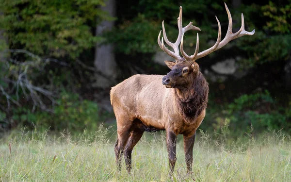 Wapiti Taureau Faisant Une Pause Dans Champ — Photo