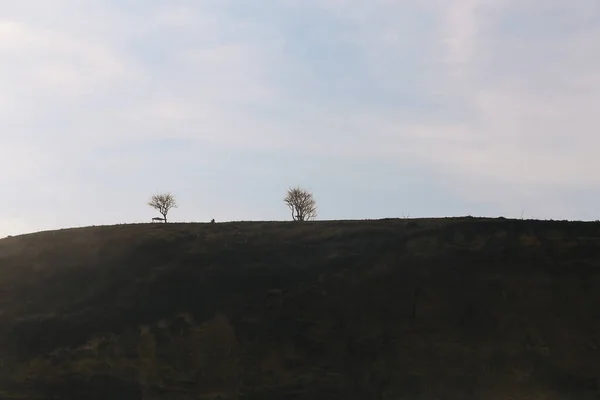 Gökyüzünün Altında Iki Ağaç — Stok fotoğraf
