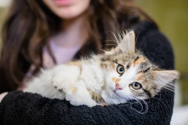 可愛くて愛らしい子猫と猫の肖像画と行動とペッパー — ストック写真