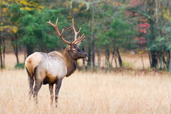 Young Bull Elk Contender Moving Just Older Bull Herd — Stock Photo, Image