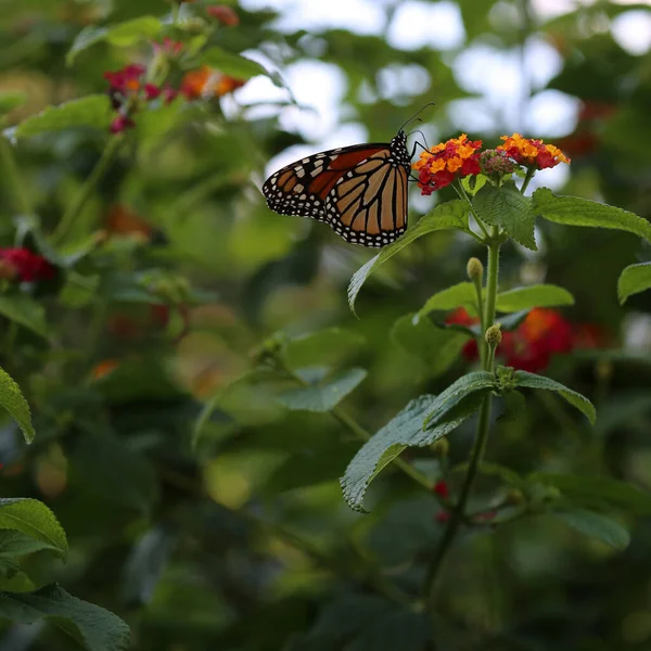 Una Mariposa Monarca Alimentándose Una Flor Verbeana — Foto de Stock