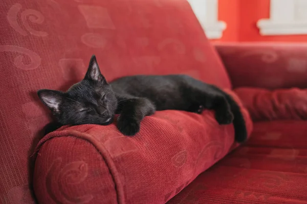 Gatito Negro Durmiendo Cojín Sofá Rojo — Foto de Stock