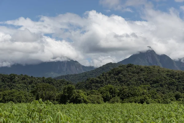 Hermosa Vista Verde Plantación Mandioca Montañas Selva Tropical Parte Posterior — Foto de Stock