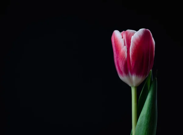Primer Plano Solo Tulipán Rosado Ribeteado Blanco Sobre Fondo Negro — Foto de Stock