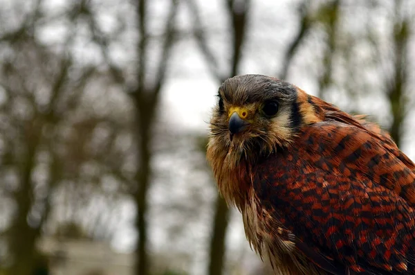 Falco Bird Closeup Rainy Day — Stock Photo, Image