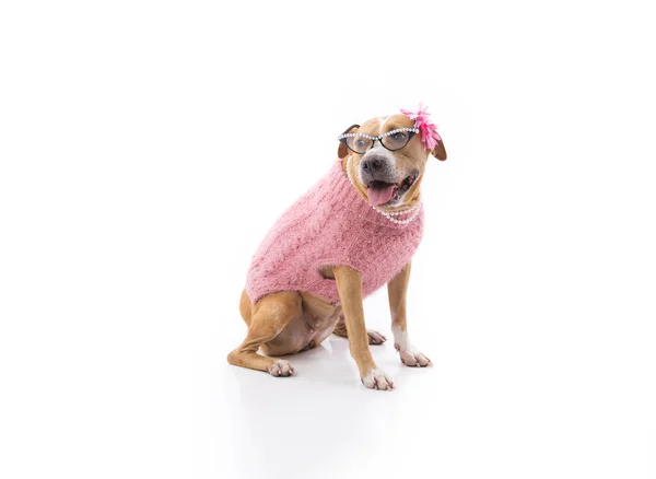 Red White Female Pit Bull Dressed Sweater Pearls Glasses Stock Photo