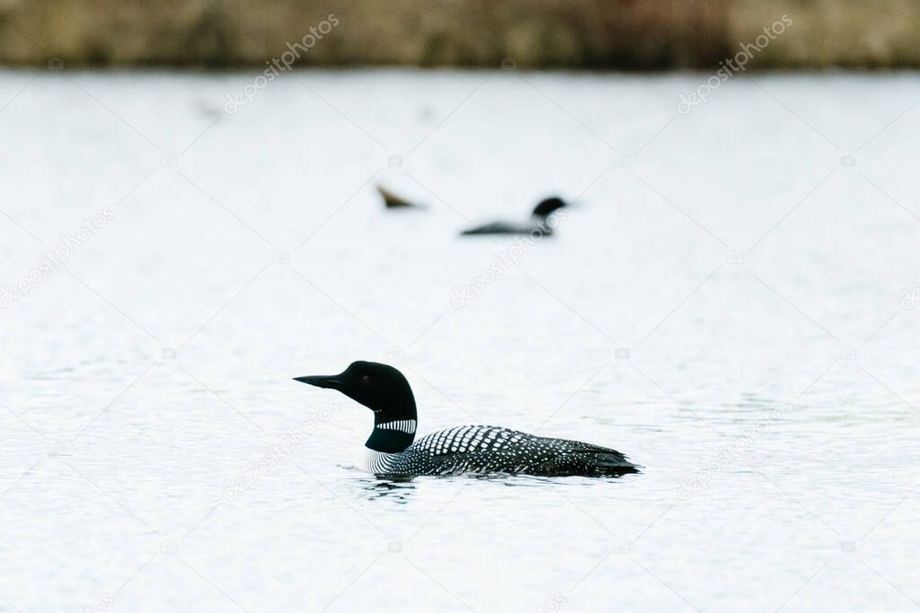 Portrait of a Common Loon in the foreground with another behind