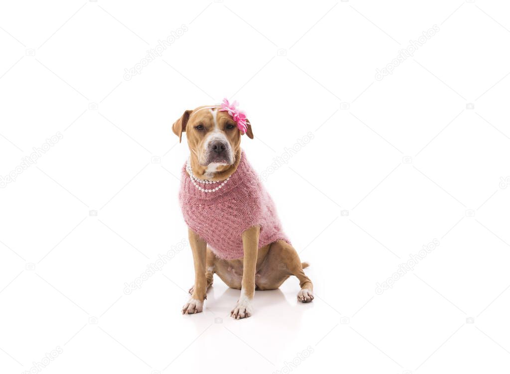 Red girl pit bull wearing clothes on white background looking into cam