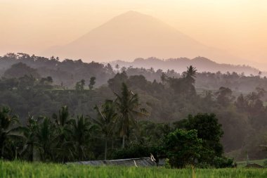 Jatiluwih Rice Terasları, Bali, Endonezya