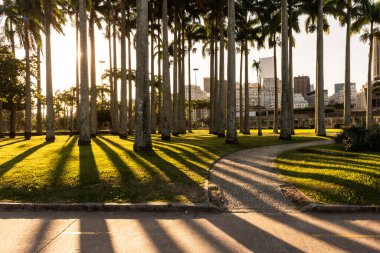 Rio de Janeiro, Brezilya 'da zıt gölgeleri ve arka ışığı olan imparatorluk palmiye ağaçları için güzel gün batımı manzarası