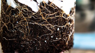 Profesyonel marihuana eğlence amaçlı kullanım için evde yetişiyor..