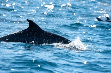 Loreto, Baja California, Meksika 'daki Coronado Adası yakınlarında yüzen ve su sıçratan bir şişe burunlu yunusun yüzme ve yüzme yüzgeci..