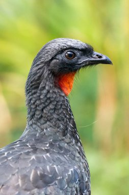 Yeşil Atlantik yağmur ormanlarında kırmızı boğazlı güzel siyah tropikal kuş, Serrinha do Alambari, Mantiqueira Dağları, Rio de Janeiro, Brezilya