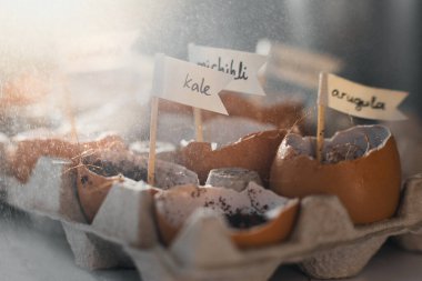 Mikro yeşil püskürtüyorum. Yağmur yağıyor. Mikro sebze tohumlarını eve ektim. Sağlıklı beslenme ve doğal vitaminler. Karantina dönemi için evde bir hobi. Beyaz bir arka planda. Pencere kenarındaki bahçe.