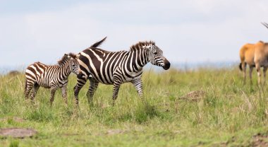 Zebra ailesi bozkırda otlar. Diğer hayvanlara yakın yerlerde.