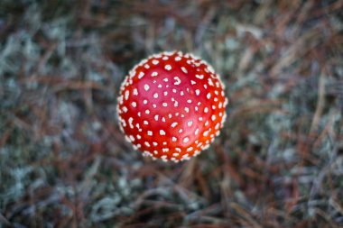 Genç Fly Amanita Gro Kris, Almanya yakınlarındaki ormanda. 