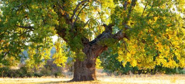 Quercus robur, alelade meşe, carballo meşesi, cajiga veya Puebla de la Sierra 'da kül meşesi