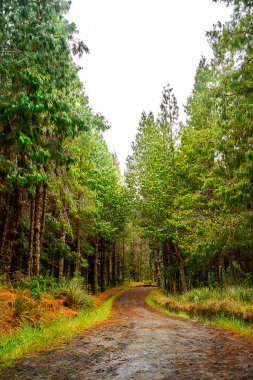 A forest road with a lot of trees. It is a natural road in a trip