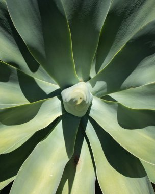 Yeşil renkli çöl bitkisinin sevimli yakın çekimi