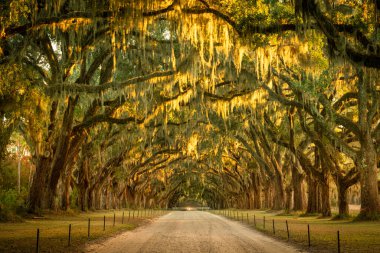 Amerika 'da bir çiftlik çiftliği boyunca toprak bir yolda canlı meşe ağaçları. 