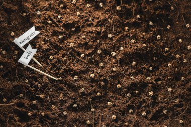 mikroyeşil pancar tohumu tohumu beyaz arka planda filizlenir