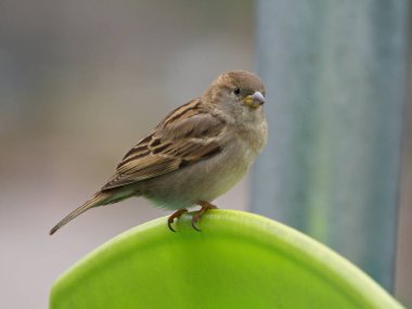 Yeşil bir sandalyenin arkasına tünemiş bir serçe portresi