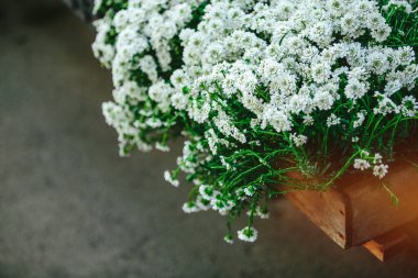 Bahar çiçekleri yakın plan görüntüsü