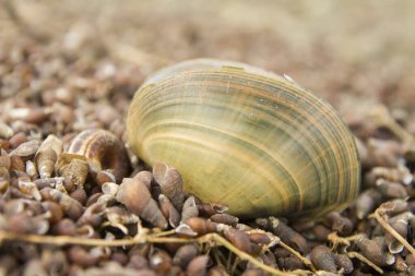 Bir midyenin seçici odak noktası deniz kabuklarıyla çevrili yerde yatar vaziyette.