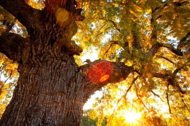 Quercus robur, alelade meşe, carballo meşesi, cajiga veya Puebla de la Sierra 'da kül meşesi