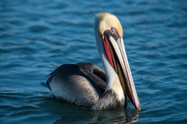 Bir pelikan (pelenacus) Loreto, Baja California, Meksika 'da bir marina.