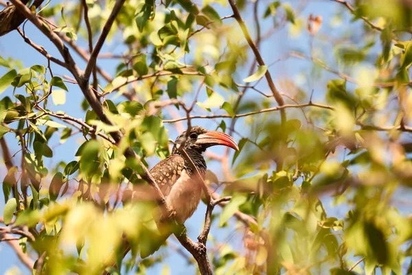 ナミビアのダマラランドの木の赤い請求書 — ストック写真