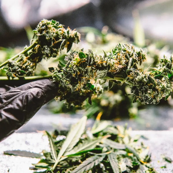 Medizinisches Marihuana Und Die Legalisierung Von Marihuana Der Welt — Stockfoto