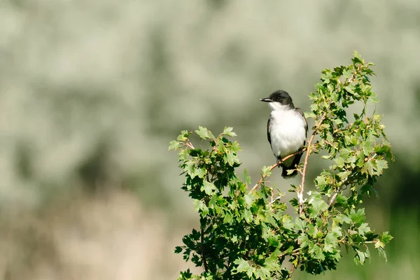 Wildlife Concept Nature Shot — Stock Photo, Image