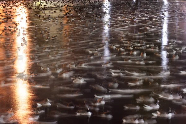 Umass Amhurstの池での移住からのカナダの種子の残り — ストック写真