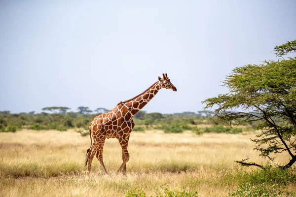 Somaliska Giraffer Äter Bladen Från Akacieträd — Stockfoto