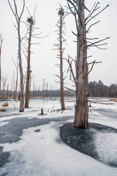 Νεκρά Δέντρα Και Φωλιά Πουλιών Μια Παγωμένη Λίμνη — Φωτογραφία Αρχείου