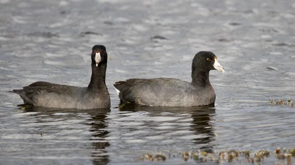 Pair American Coots Gliding Water — Stockfoto