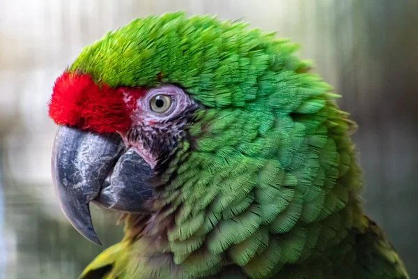 Serene Face Green Macaw — Zdjęcie stockowe