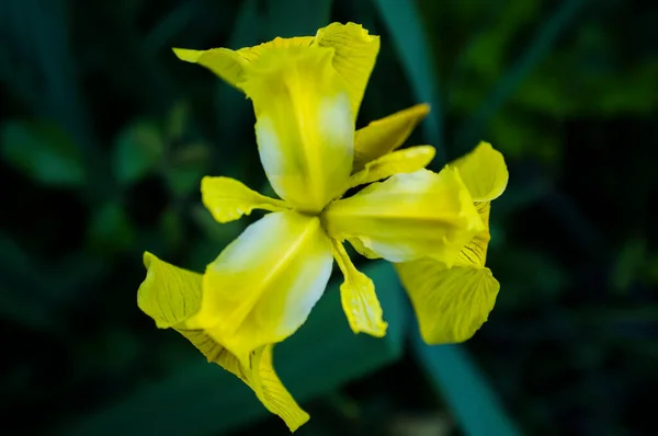 Vahşi Iris Psödacorus Sarı Bayrak Sarı Iris Bayrağı Koyu Arkaplan — Stok fotoğraf