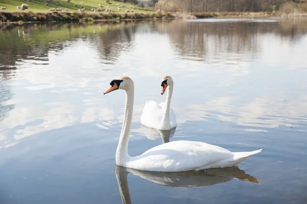 Zwei Schwäne Schwimmen Auf Einem See Den Cotswolds — Stockfoto