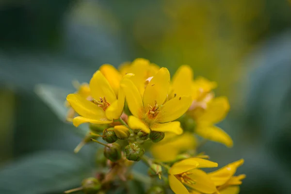 Beau Gros Plan Macro Photo Molène Noire Pétales Jaunes Tiges — Photo