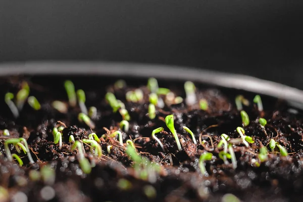 Jardinage Urbain Cultiver Des Légumes Maison Arugula Baby Plants Super — Photo