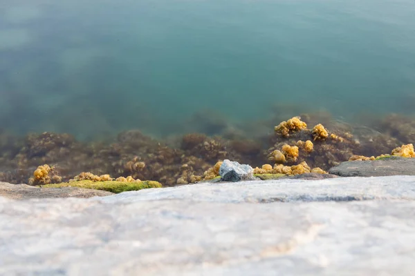 Sea Algae Growing Rocks Aqua Blue Sea Dubai Coast — Zdjęcie stockowe